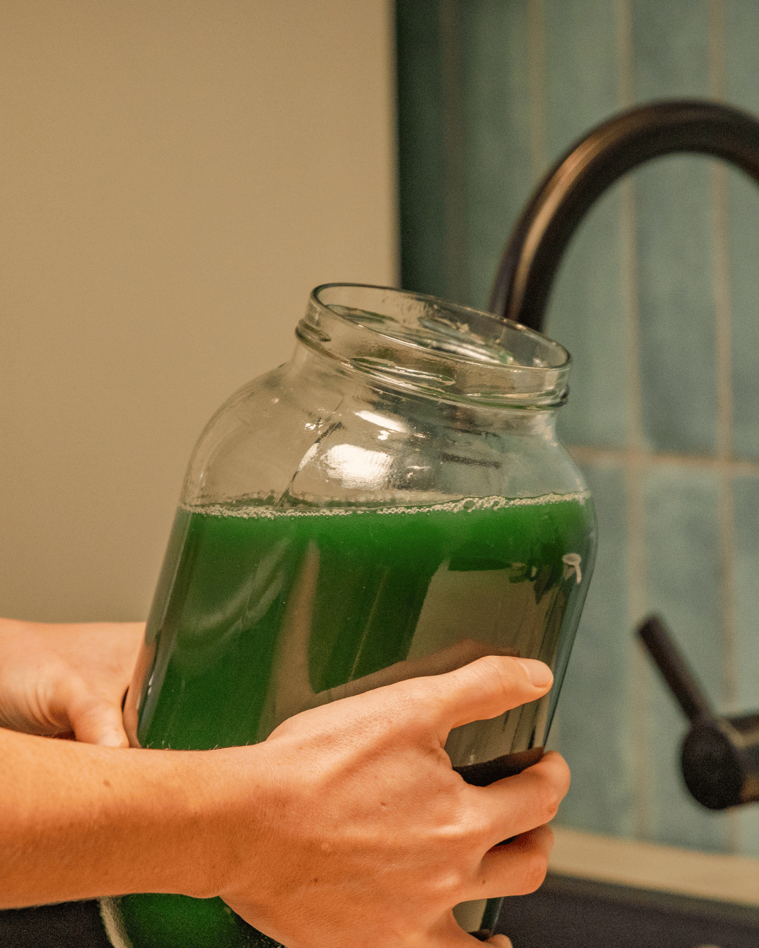 Ernte von frischer Spirulina aus einem Glasgefäß in der Küche