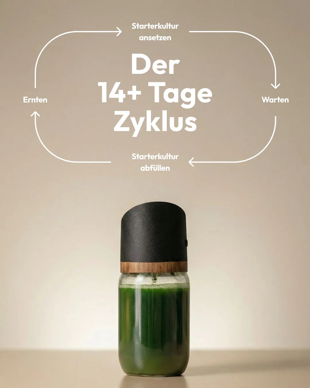 Spirulina Farm für Zuhause – Starter-Kit