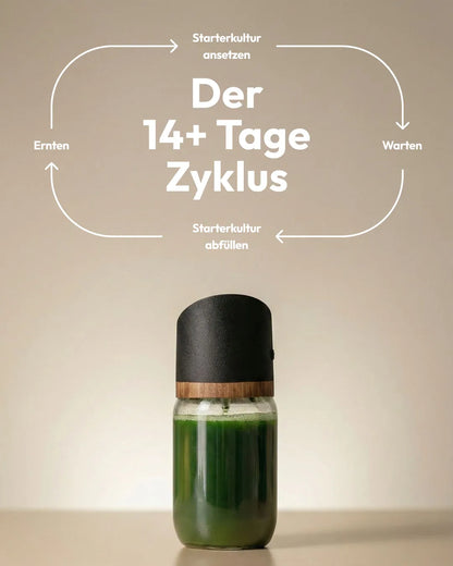 Spirulina Farm für Zuhause – Starter-Kit