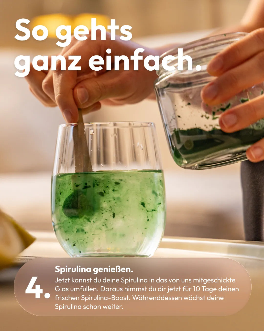 Spirulina Farm für Zuhause – Starter-Kit
