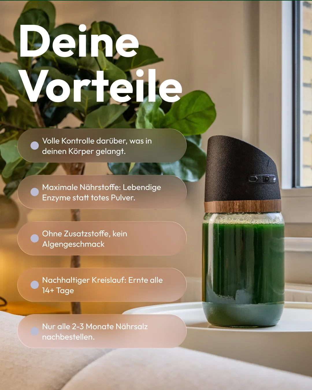 Spirulina Farm für Zuhause – Starter-Kit